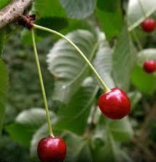 BLACK CHERRY TREE SEEDS, 10 Seeds, Prunus serotina, Sweet Fruit, Organic