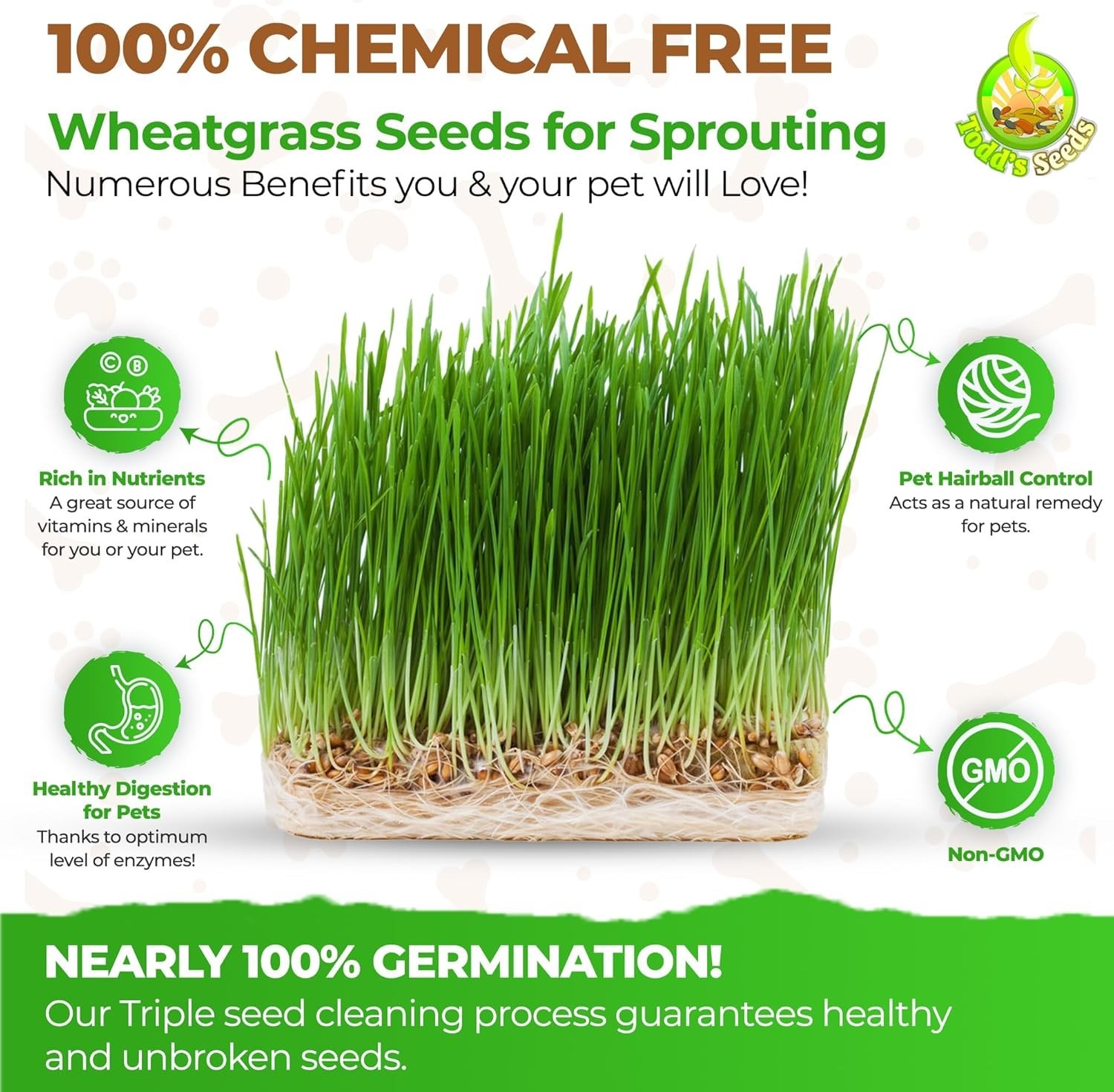 High Germination Hard Red Winter Wheat Seeds – Safe, Organic & Easy Grow, 1/4 lb
