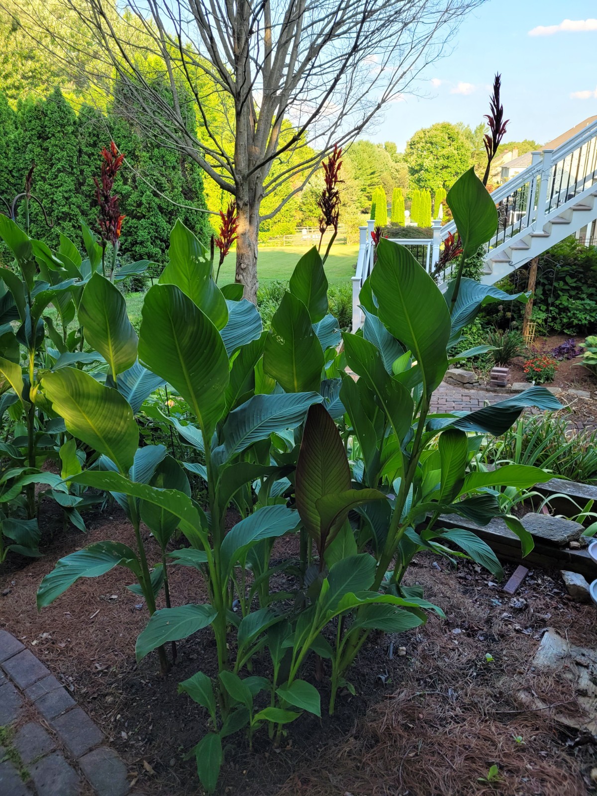25 Canna Lily Seeds -Robert Kemp -Red Flwr -Green Leaf -6-10 ft tall Free Ship