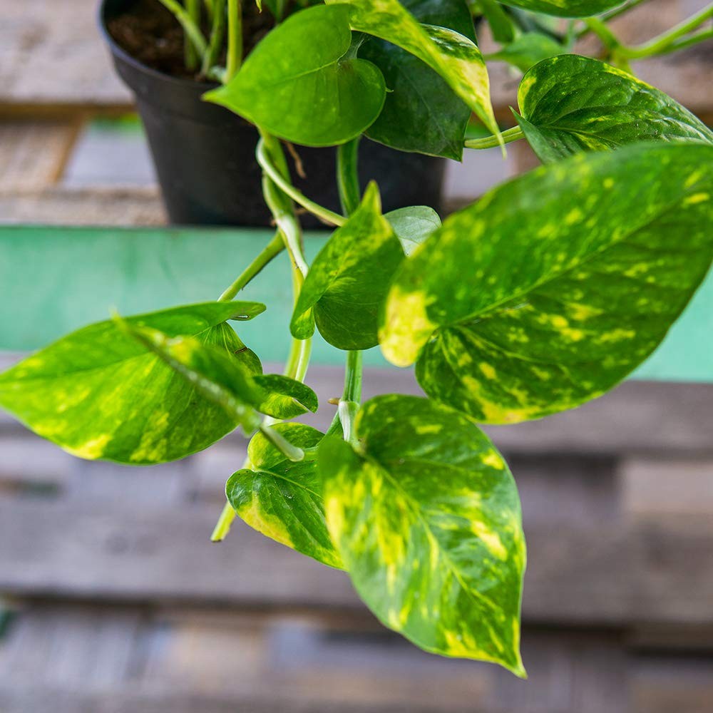 Perfect Plants Golden Pothos In 8In Hanging Easy To Care For For Any Indoor