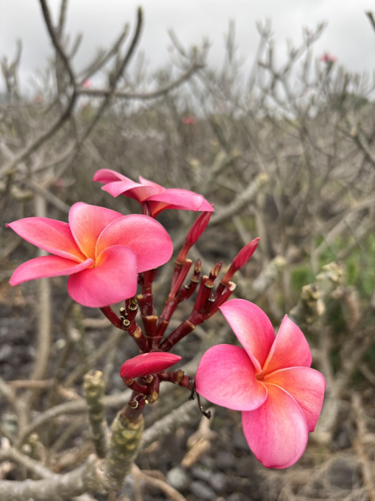 Pink Plumeria Fresh Starter Cutting Single Head 10inch x3