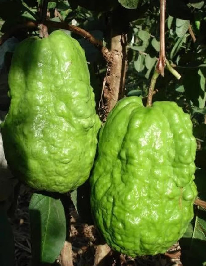 White Guava Live Plant – 8-10″ Tall in 4” Pot – Tropical Fruit Tree