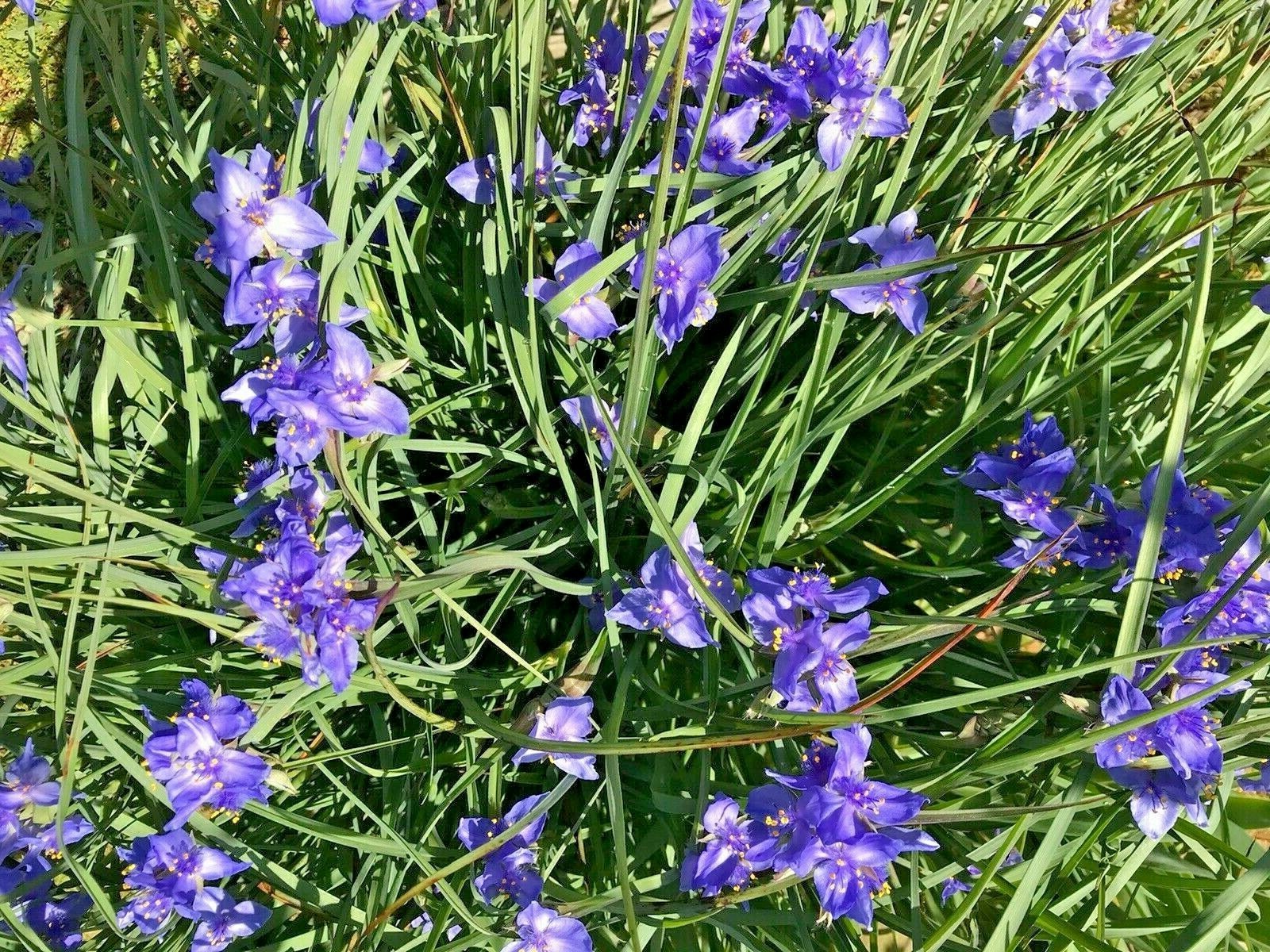 25 Spiderwort Tradescantia Plant Bare Root Rhizome Bulb Perennial Purple Flowers