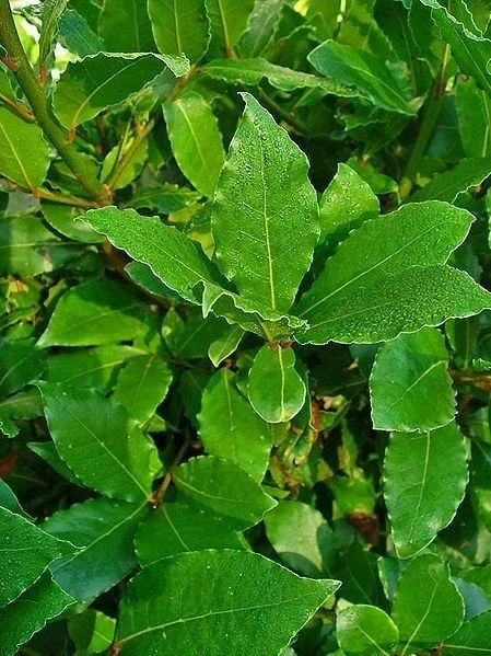 🌿 Laurus nobilis – Bay Laurel Live Plant (5–7 Inches Tall) 🌿 Culinary Bay Leaf