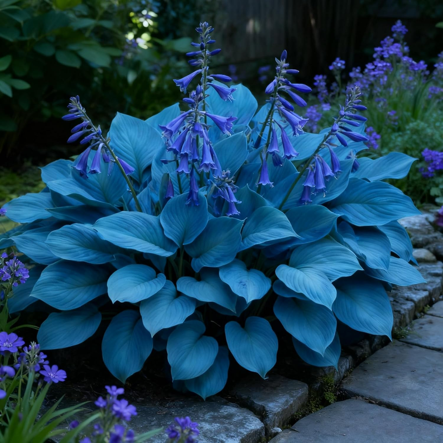 310 Blue Hosta Seeds for Planting – Perennial Shade Flower Heirloom Garden Plant