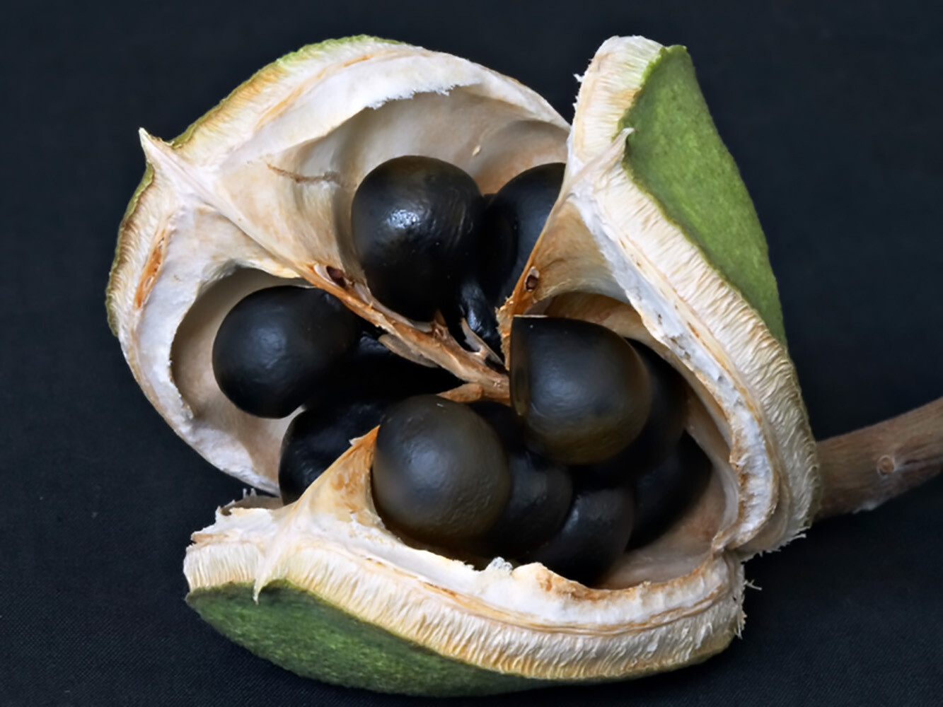 Yellowhorn Xanthoceras sorbifolium, Tree Seeds