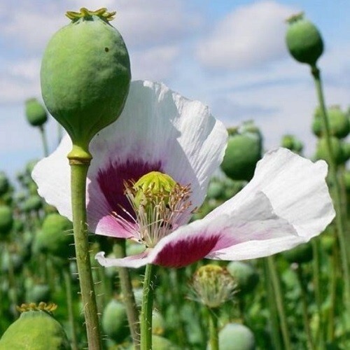 20,000 Organic, Untreated Tasmanian Papever Somniferum Poppy Seeds for Planting
