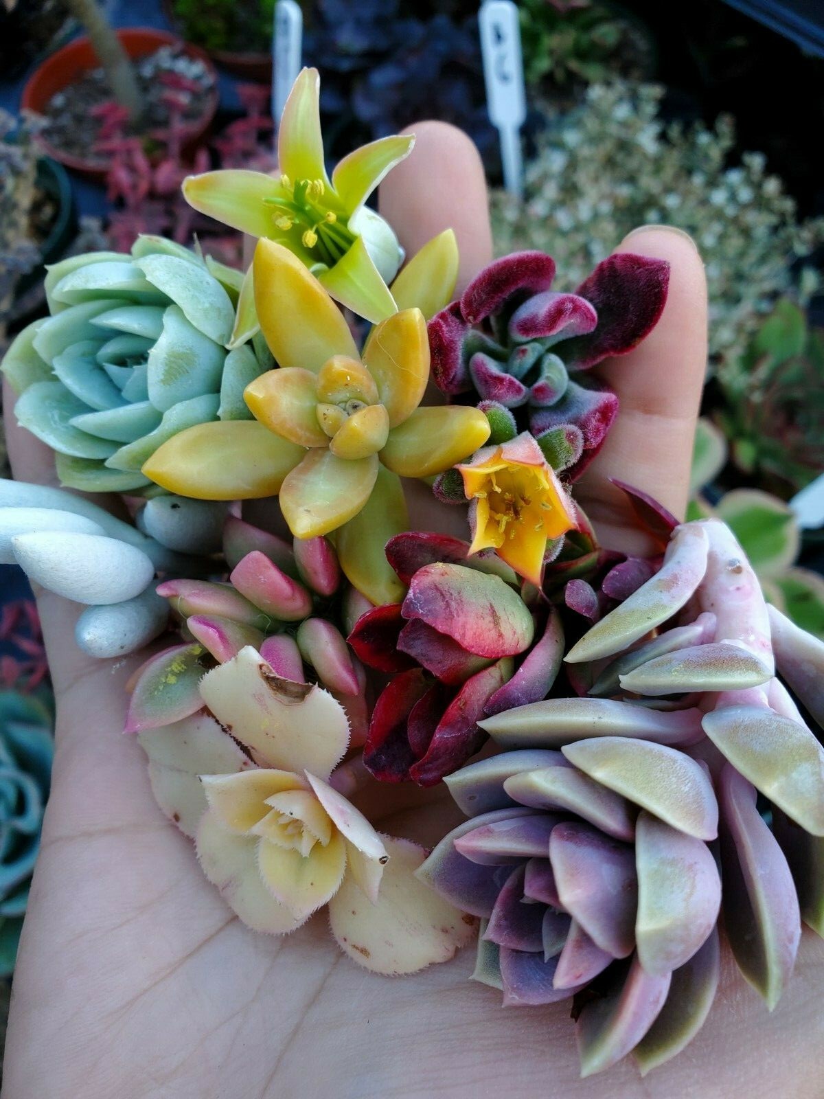 10 small unrooted succulent cuttings