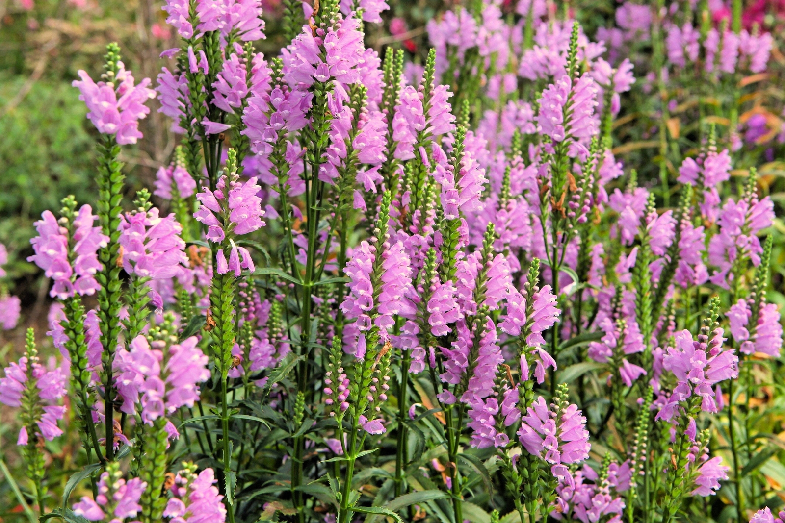 50 PINK Showy OBEDIENT PLANT False DragonHead Physostegia Virginiana Flower Seed