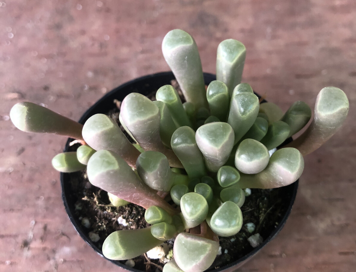 Fenestraria Aurantiaca ‘Baby Toes’, Comes in a 2.5″ pot