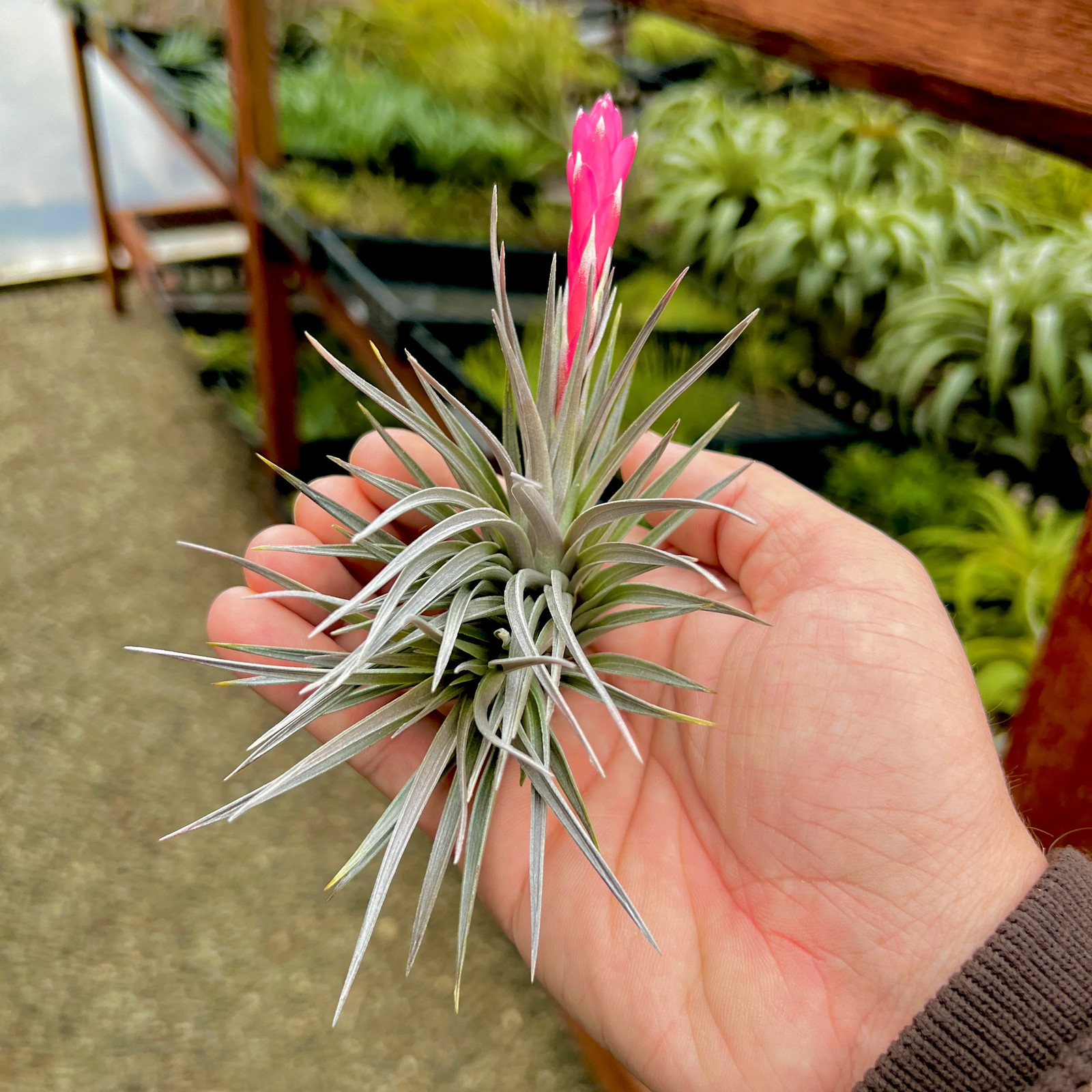 Stricta ‘Purple Haze’ Small Air Plant w/ Natural Light Purple Leaves