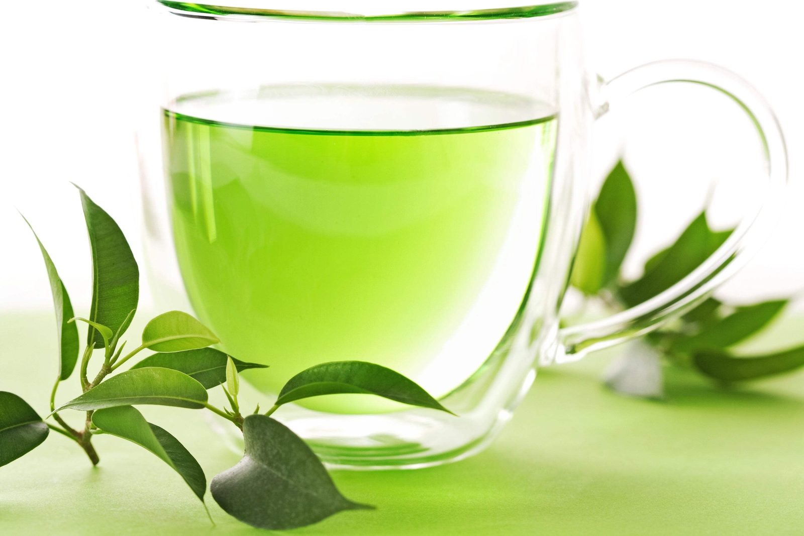 5 TEA PLANT Black & Green Drinking Tea Camellia Sinensis Tree Shrub Flower Seeds