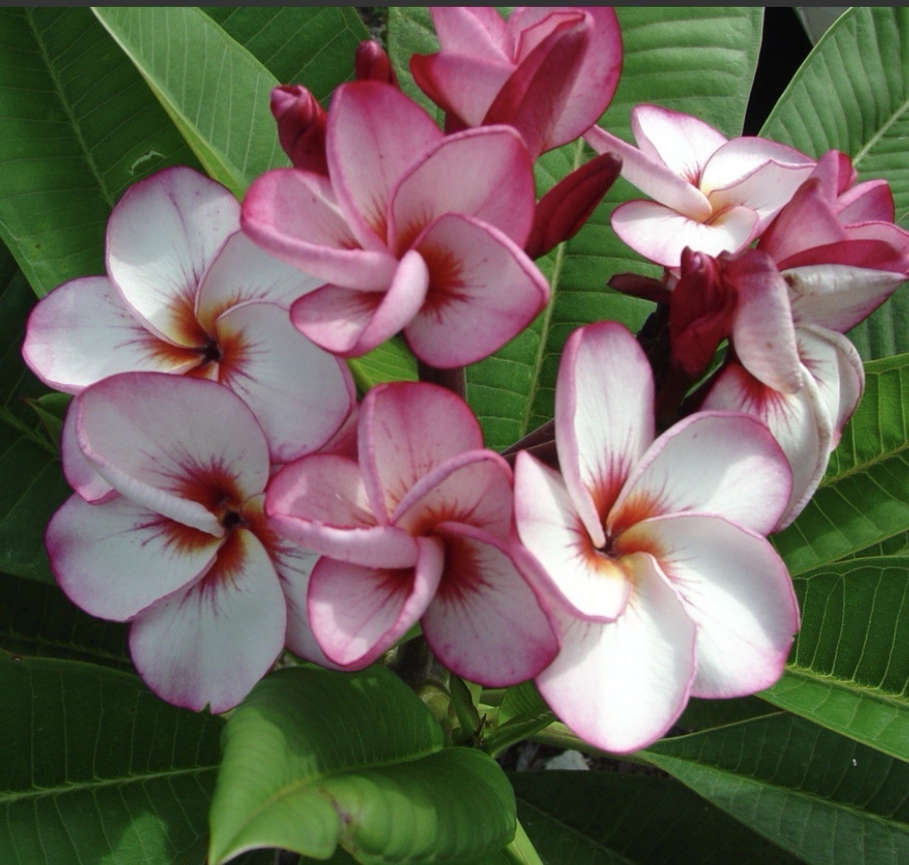 Thai Tornado Rainbow Plumeria rubra Frangipani-Fully Rooted & Grafted Plant