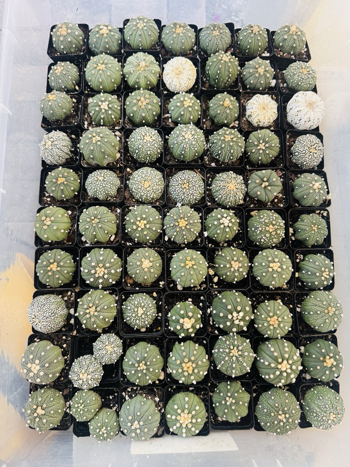 Astrophytum Random Lot! – Rare Thailand Import | Live cactus