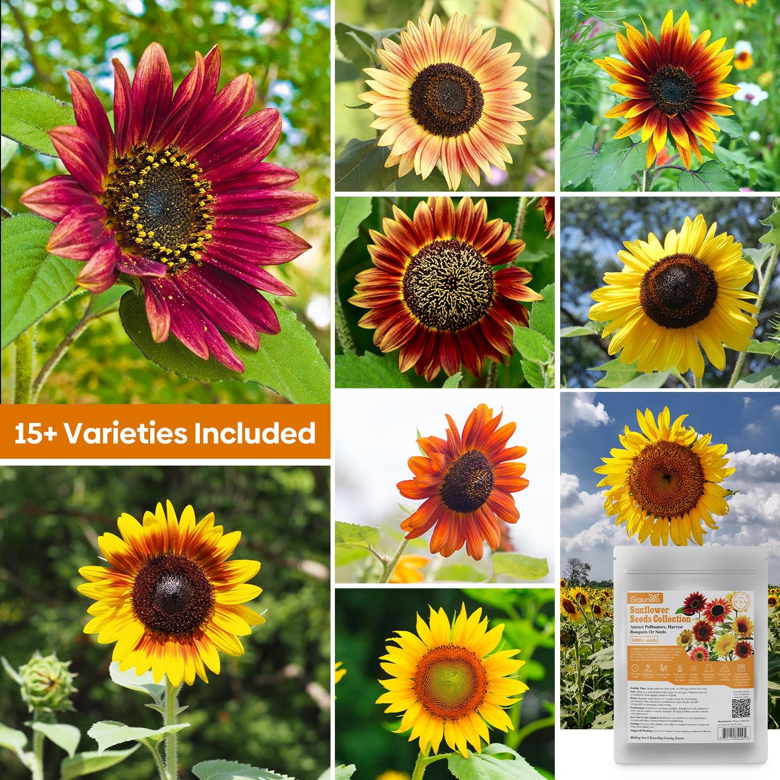 Sunflower Seeds for Planting Mixed Varieties Garden Pollinator / Semillas Giraso