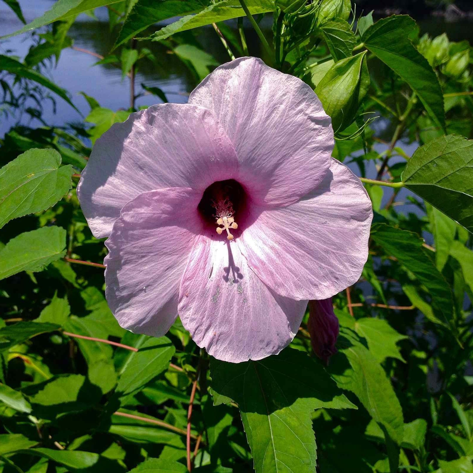 ROSE MALLOW Hibiscus Laevis 10,20,40 SEEDS