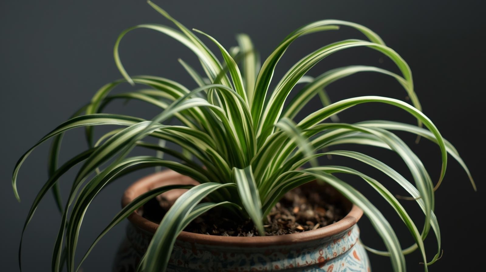 Chlorophytum Spider Variegated Rooted Starter Plants Air Plants BUY 2 GET 1 FREE