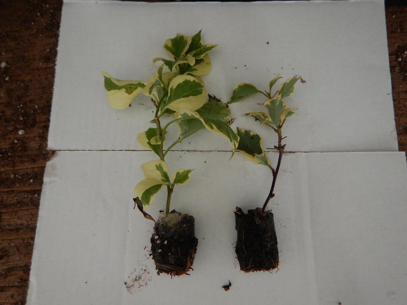 Well Rooted **ORANGE ICE** VARIEGATED Bougainvillea starter/plug plant*