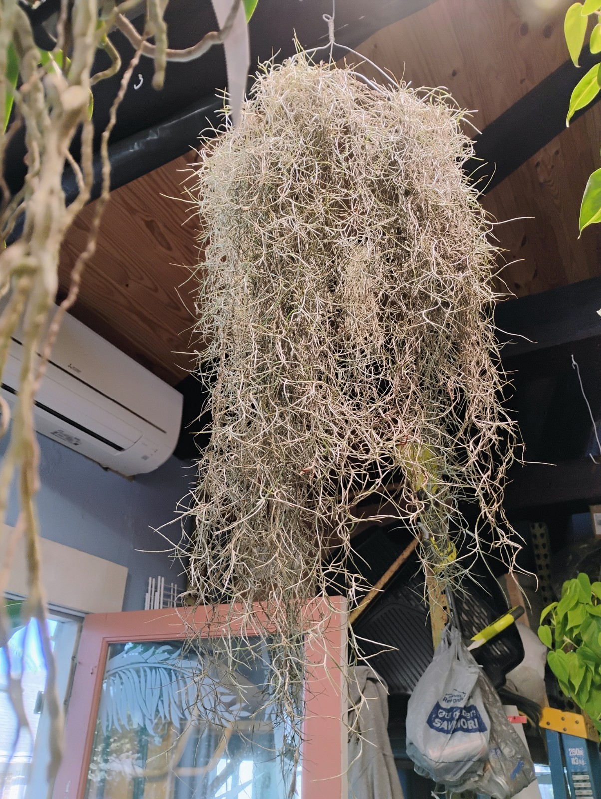 Live Spanish Moss With 12″ Hanger