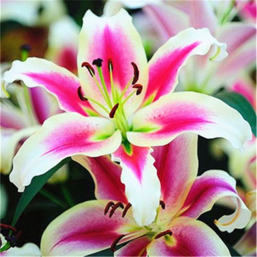 20 LILY FLOWER SEEDS rare exotic bloom blossom plant garden bush for germination