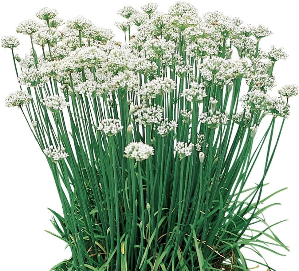 Garlic Chives Seeds Fresh Garden 100+ Seeds
