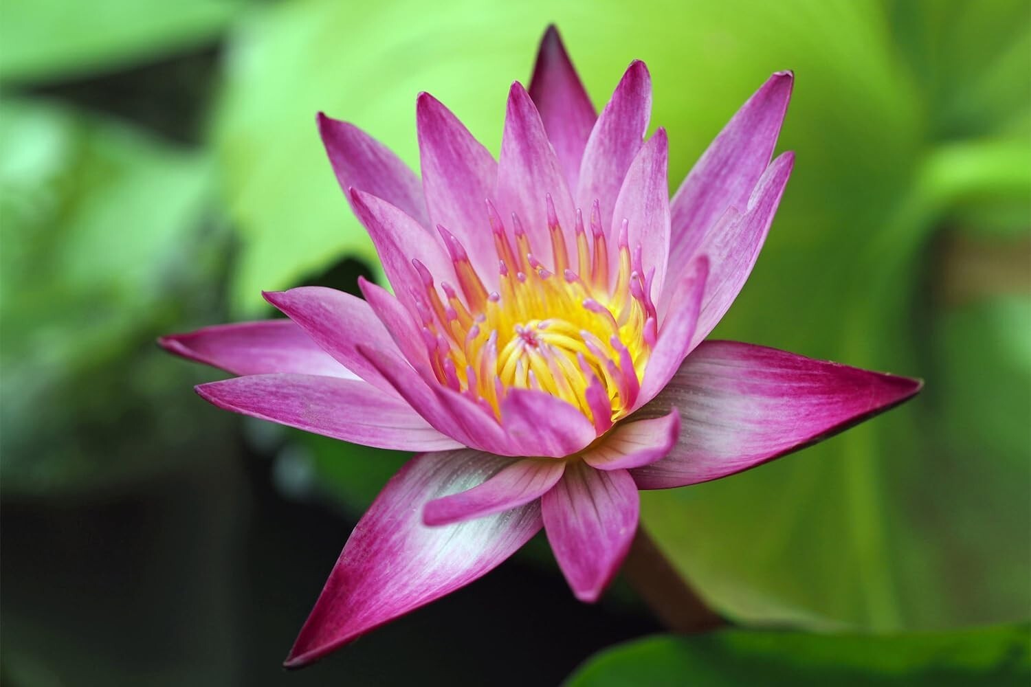 60 Pcs Mix Bonsai Bowl Lotus Seeds Water Lilys Flower Plant Lotus Seeds