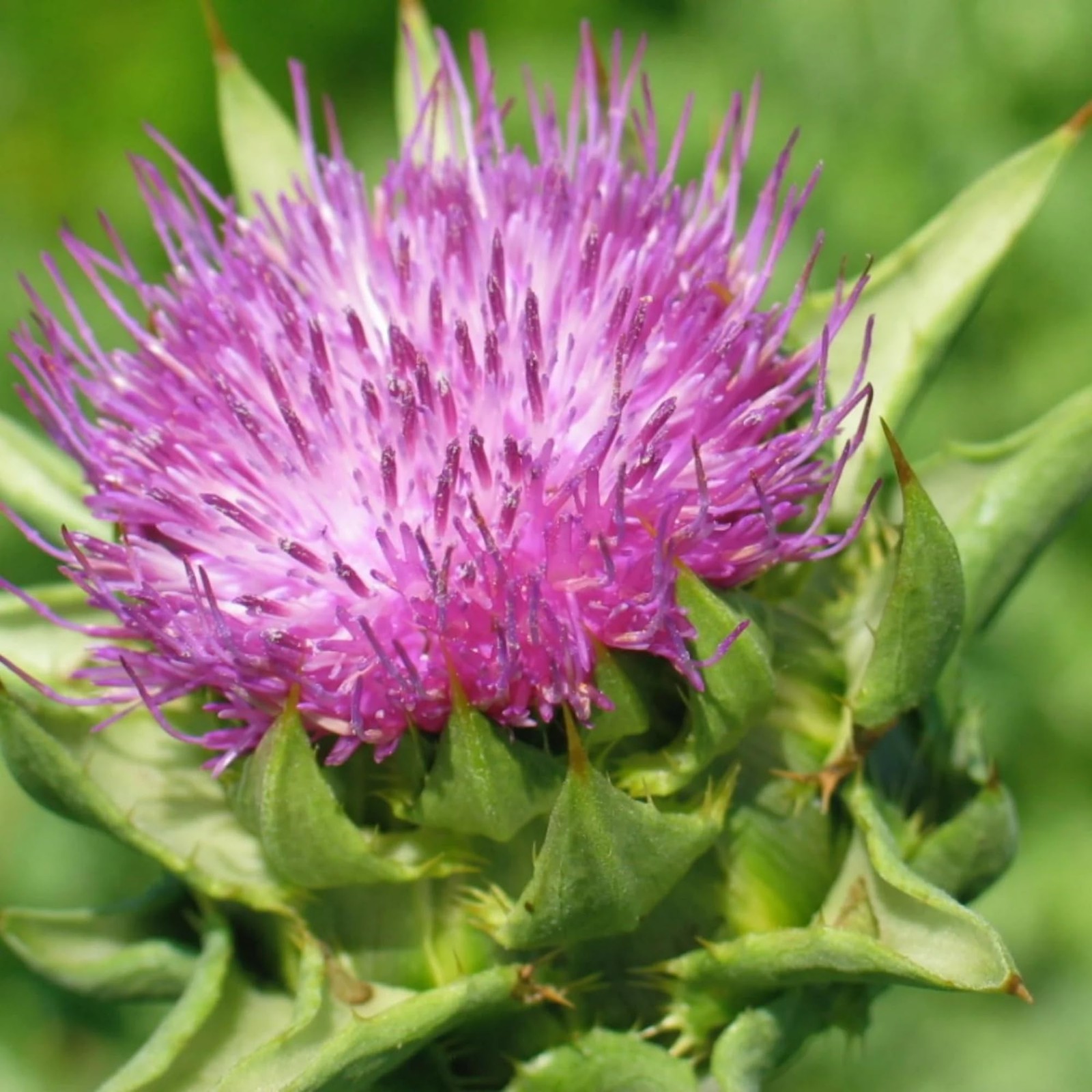 Milk Thistle Herb Seeds 300 NonGMO Seeds for Planting Flowering Plants