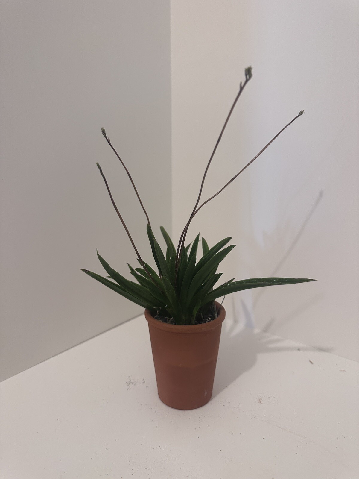 Three Different Tolumnia IN SPIKE! Equitant Orchid Plant Oncidium 3 Plants