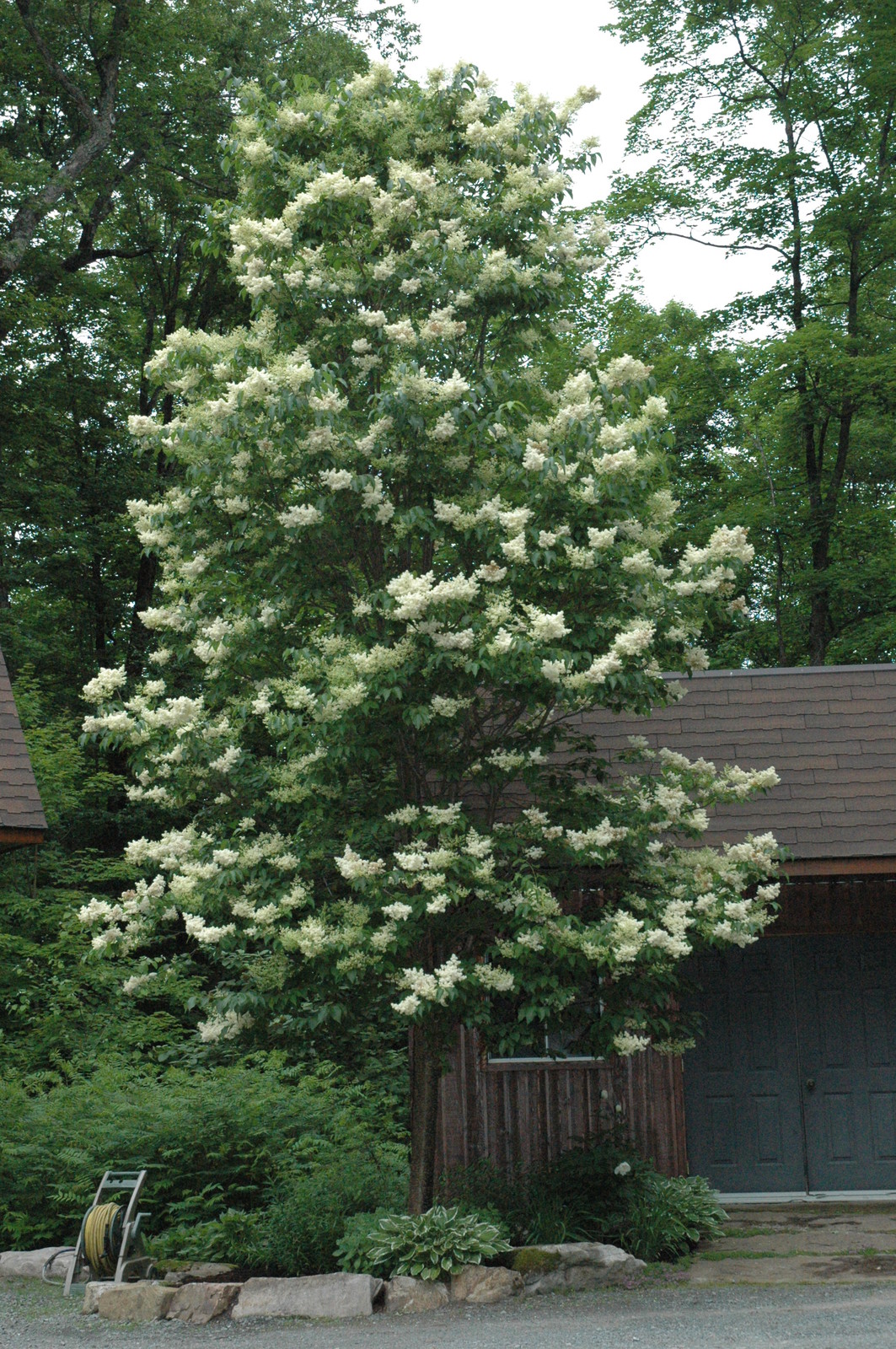 Japanese Tree Lilac, Syringa reticulata, Tree Seeds (Fast, Fragrant, Hardy)