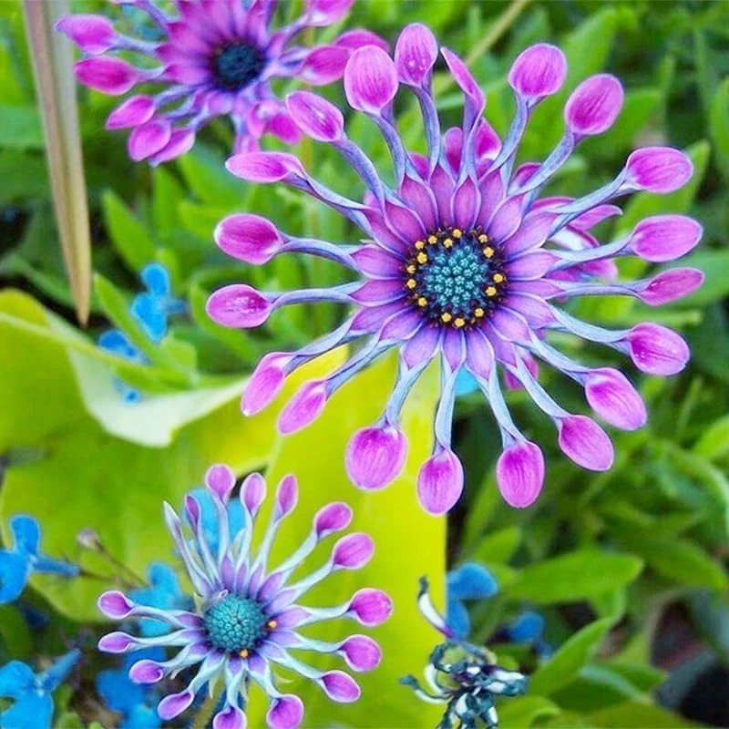 145+ Rare Perennial African Rare Daisy Flower Seeds for Planting Outdoor-Non-GMO