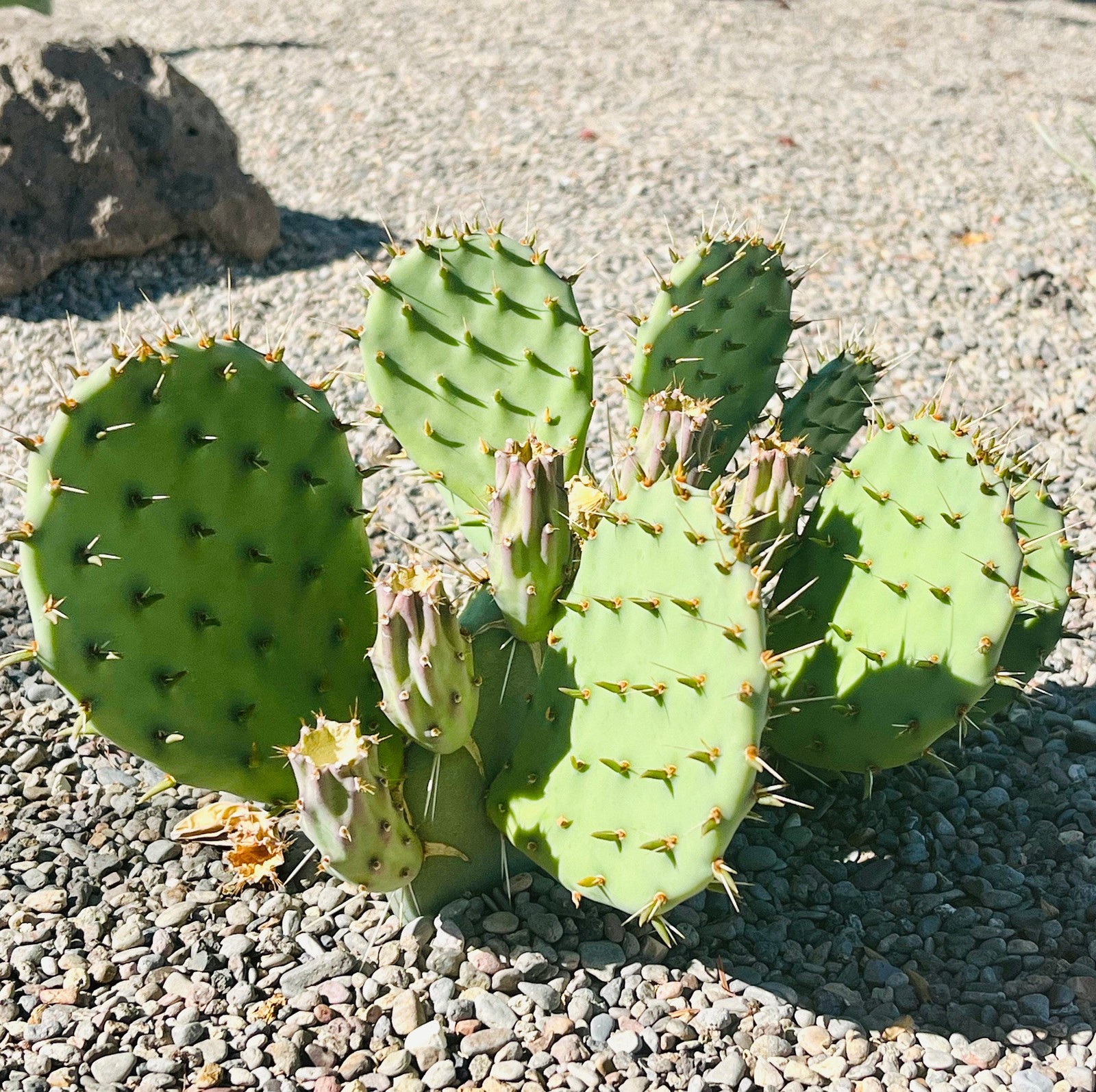 Prickly Pear Cactus ‘Sandstone Sunrise’ (O. woodsii hyb) HARDY