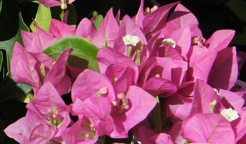 **VERA PINK** Bougainvillea**Small Well Rooted Starter Plant*USA SELLER*