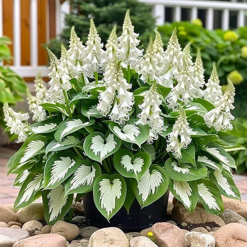 Perennial Hosta Seeds, 320 Pieces, Shade Plants for Garden Mixed Varieties