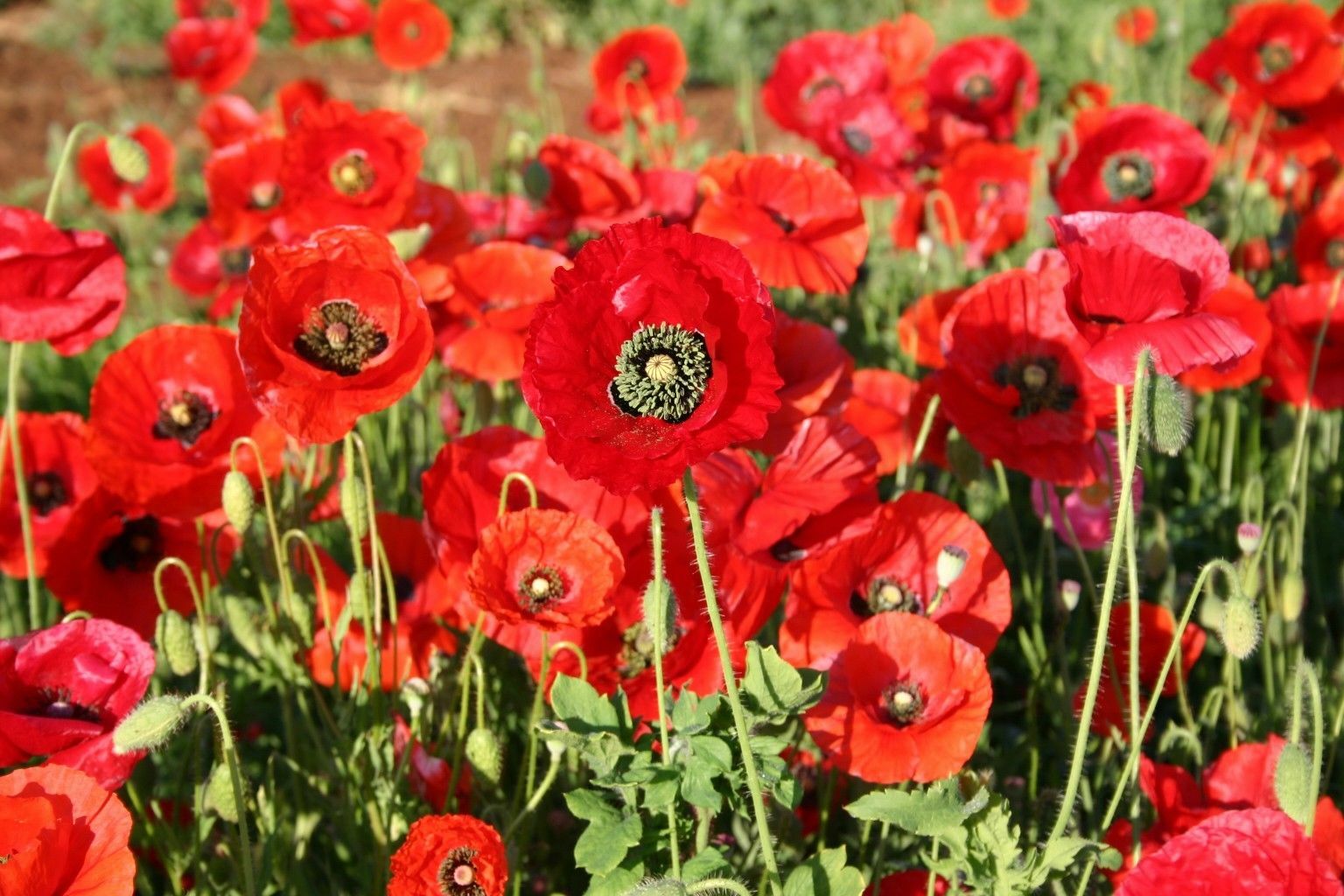 Red Corn Poppy Flower Seed Papaver rhoeas Great Pollinator 4000 to 198,000 SEEDS