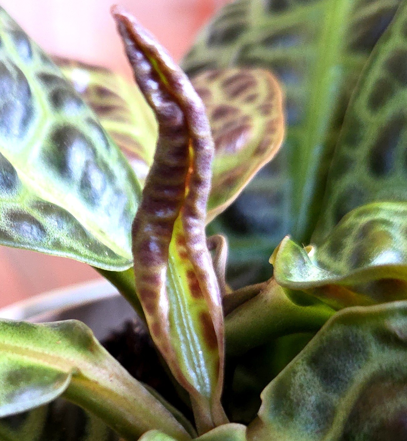 Rare Labisia Kura Kura 14″ Tall 2 Plants Aroid Not Philodendron Monstera