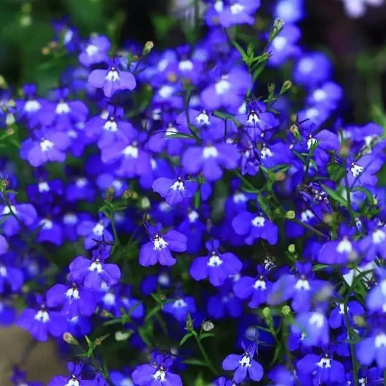 20000+ Magic Blue Creeping Thyme Seeds for Planting Ground Cover Plants Heirloom