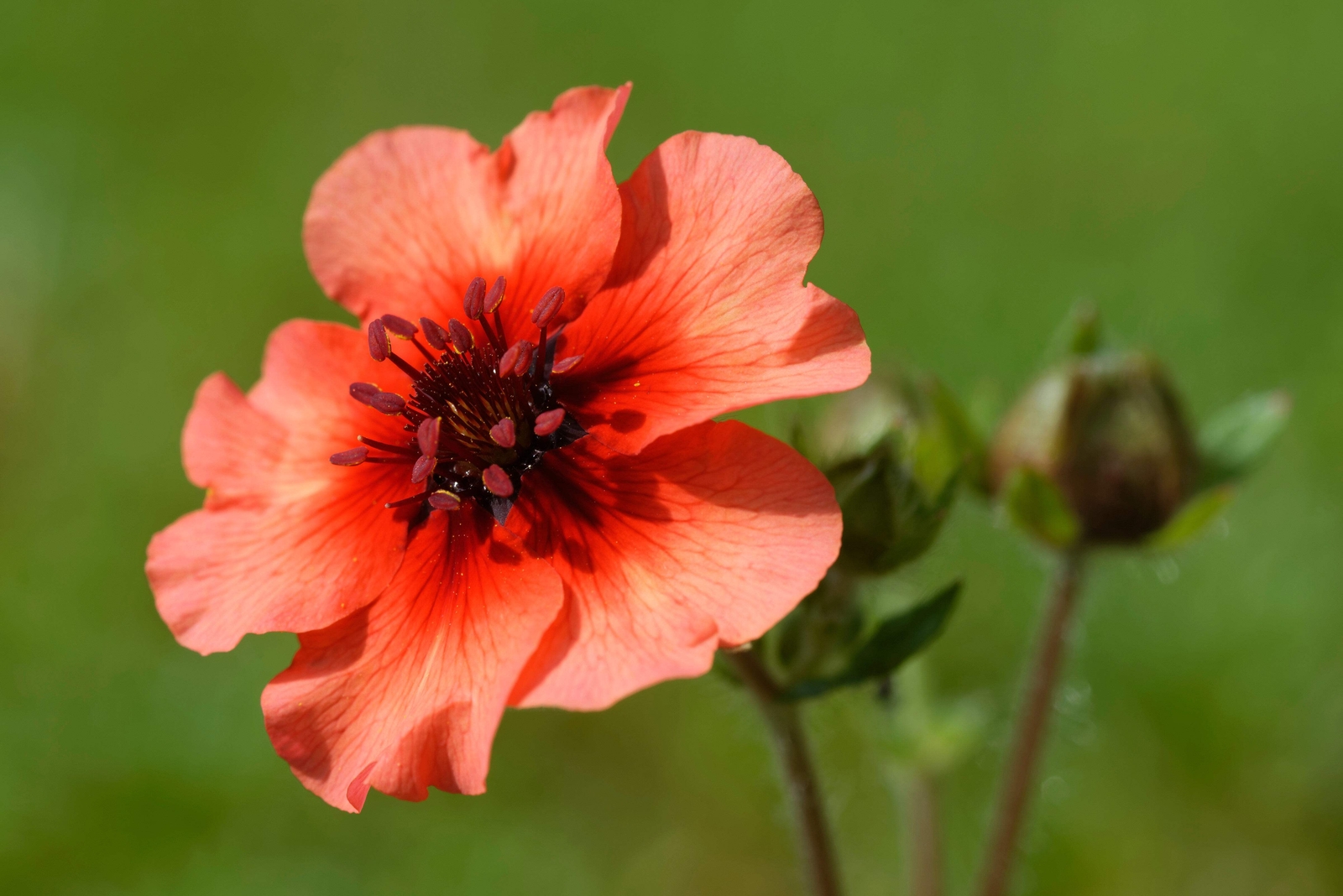 50 Nepal CINQUEFOIL / POTENTILLA Nepalensis Pink Red Flower Seeds *Comb S/H