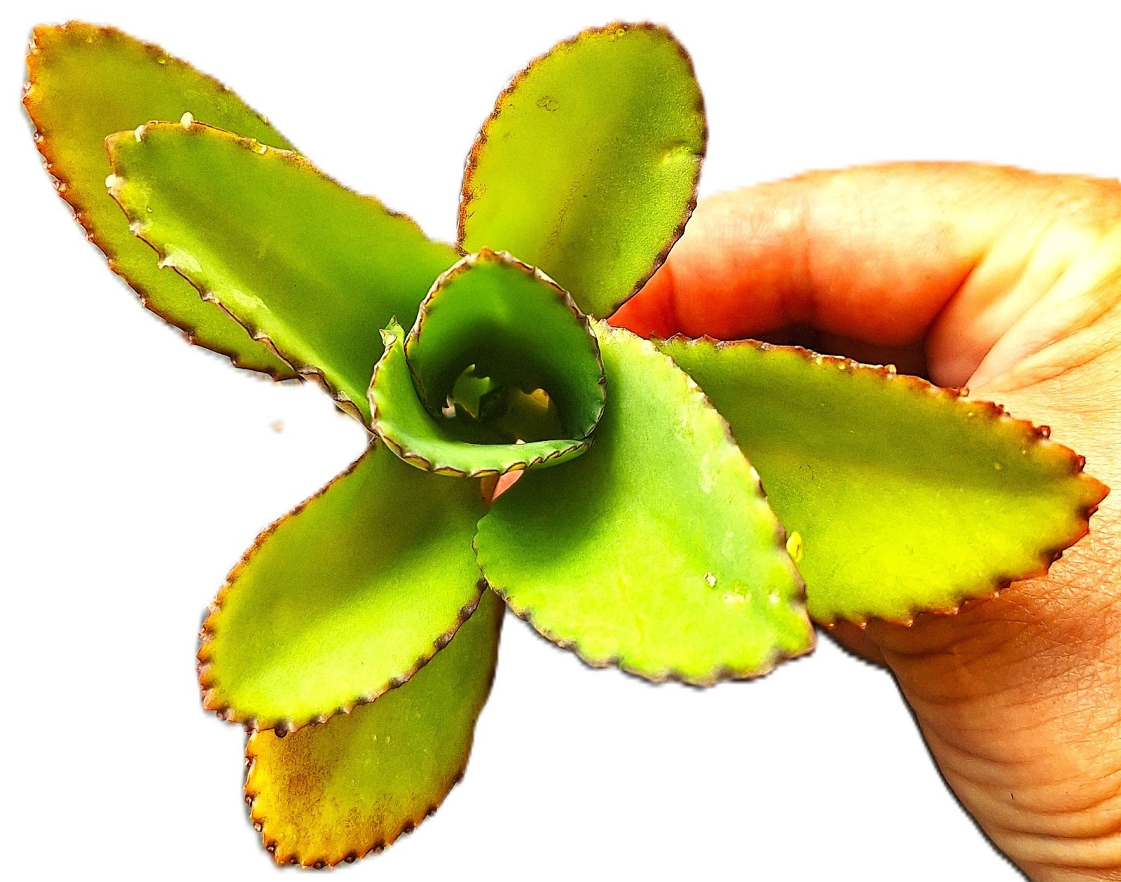 Succulent Sunrise Mexican Sombrero Hat Live COLORFUL Kalanchoe Plant