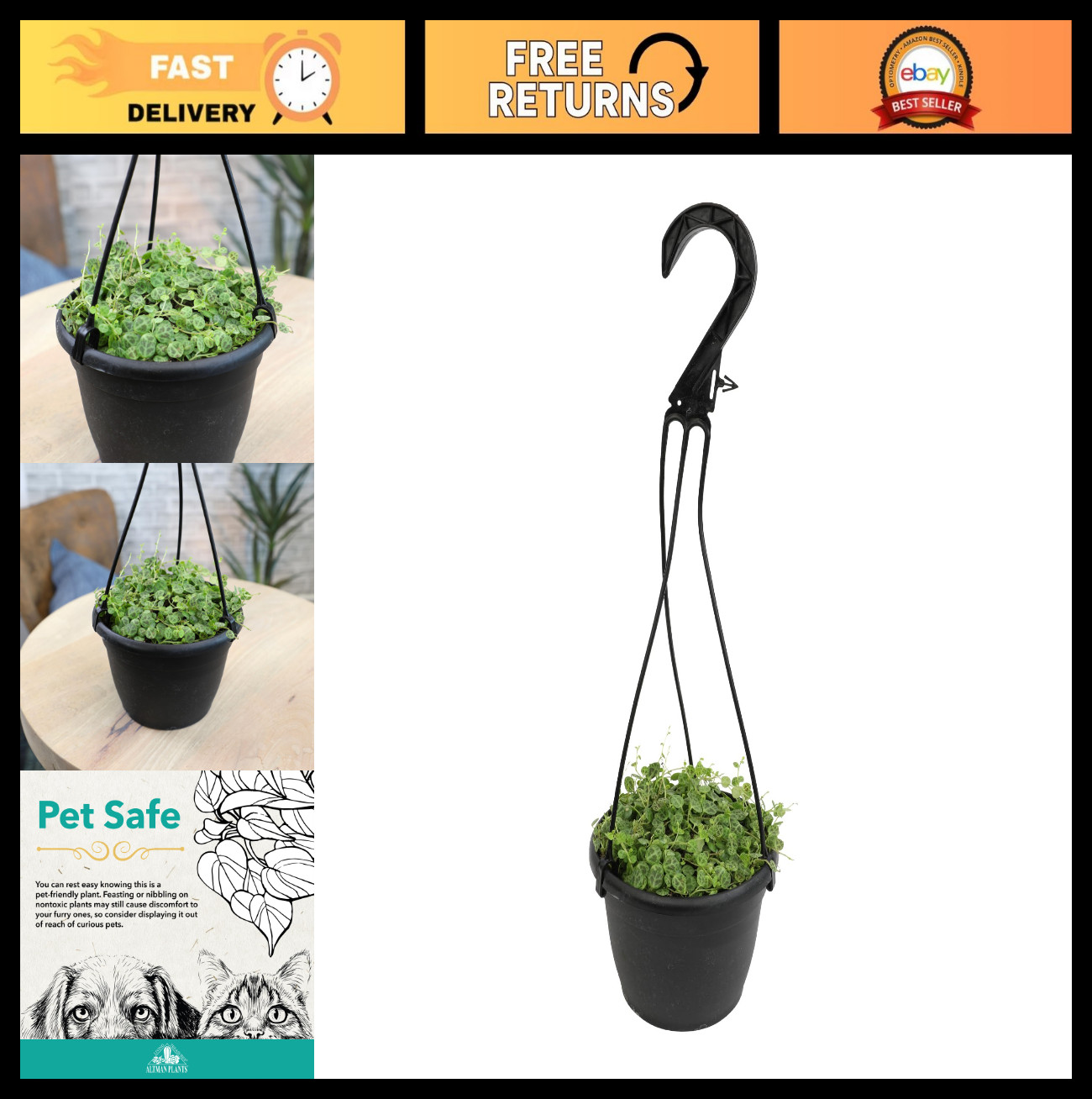 Live String of Turtles Plant – Pet Friendly Indoor Hanging Basket, Non-Toxic Suc