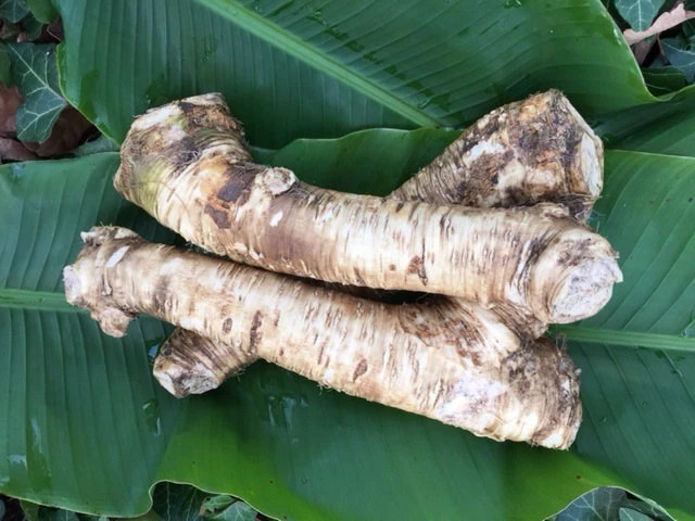 Bareroot Horseradish Root, 1 Pound. Easy to Grow!!! Horseradish for Good health!