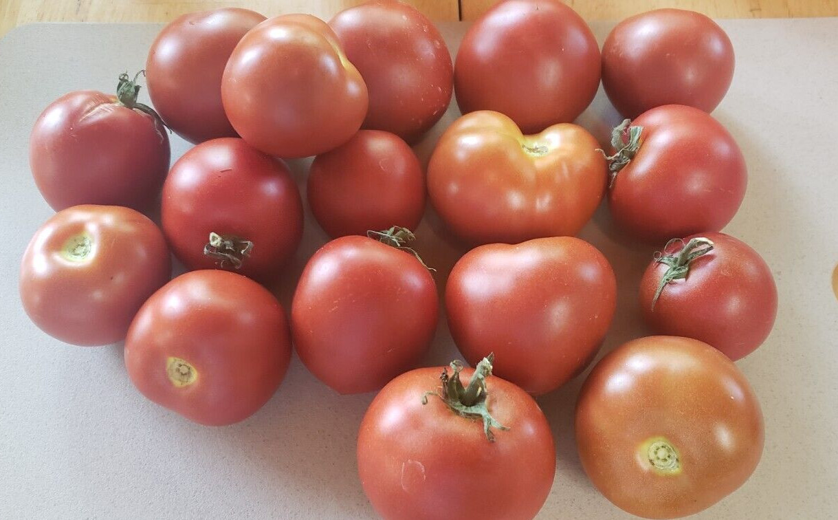 Bundaberg Rumball Dwarf Tomato (25 seeds) – unique with great color!