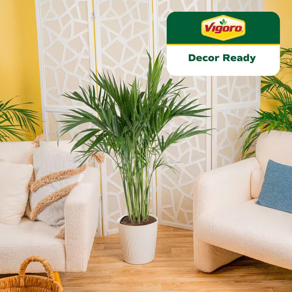 Cateracterum Indoor Palm (Cat Palm) Plant in 10In. White Decor Pot, Avg. Shippin