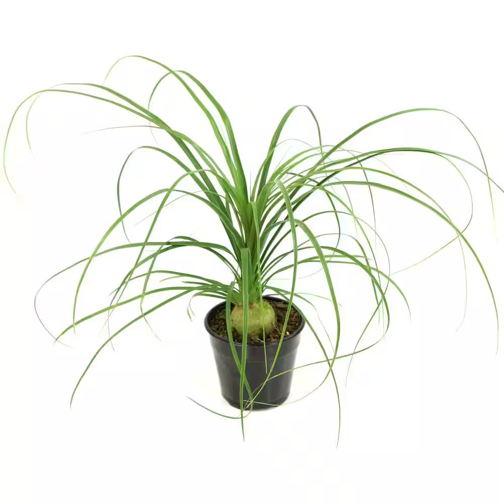 5.5 In. Cottage Hill Ponytail Palm Plant in Pot