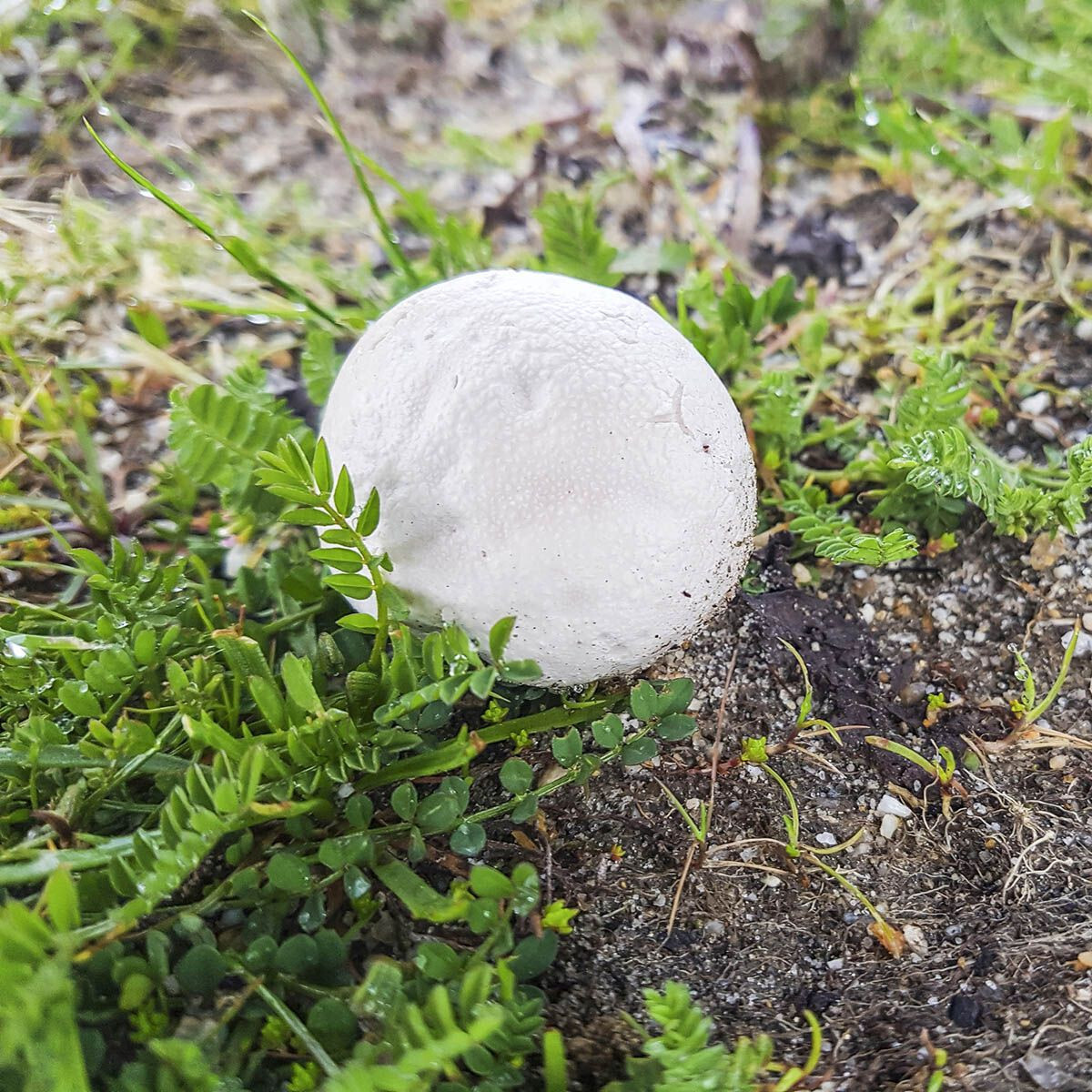 Paltry Puffball (Bovista plumbea) Liquid Culture