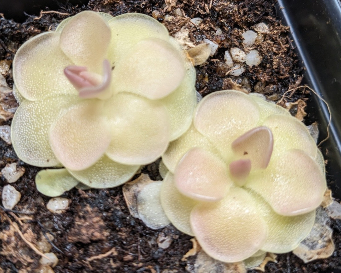 Pinguicula Butterwort (morenensis / wesser)