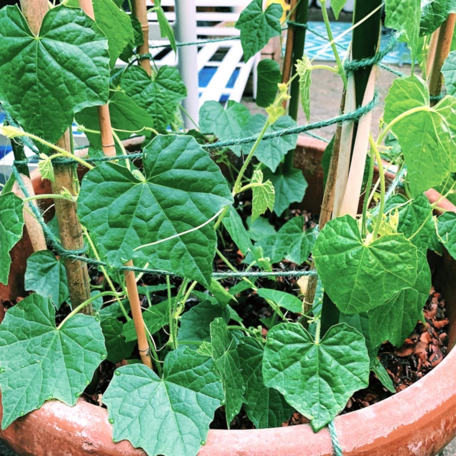 Explore Exotic Flavors with 100pcs Cucamelon Seeds – Mexican Sour Gherkin