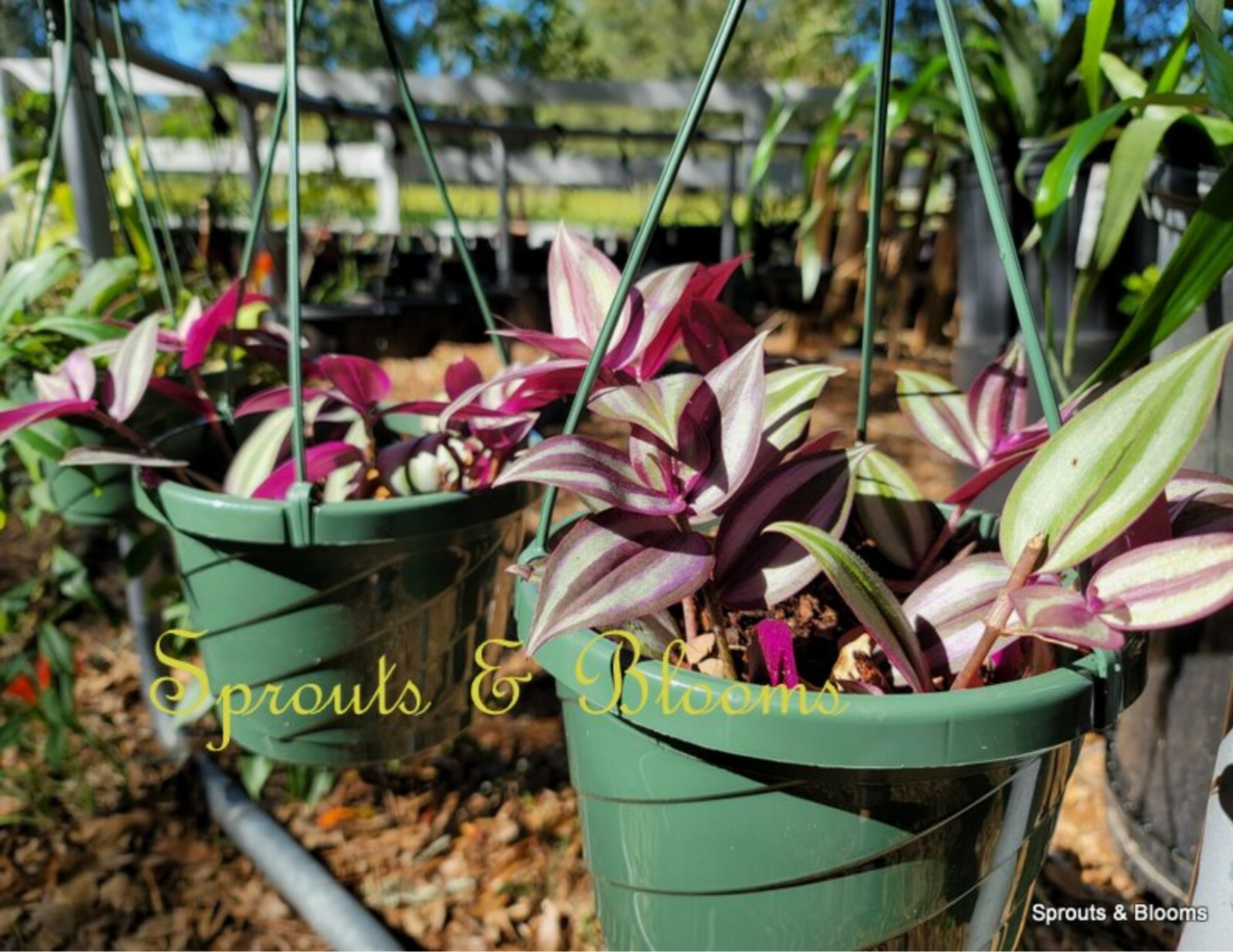 SOLD 10 Fresh Cuttings of Tradescantia Zebrina/ Wandering Jew/Spiderwort,Purple