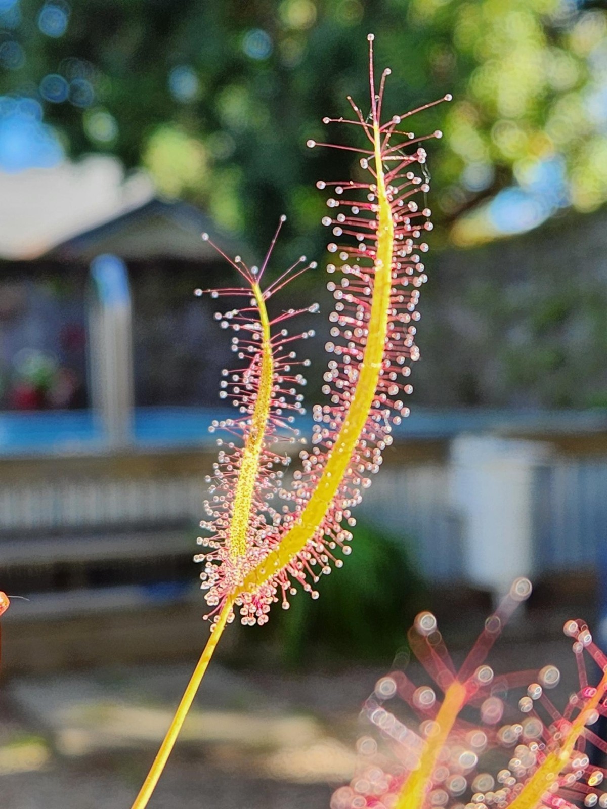 CARNIVOROUS PLANT 4 PACK- LIVE-SBCI (Sundews)