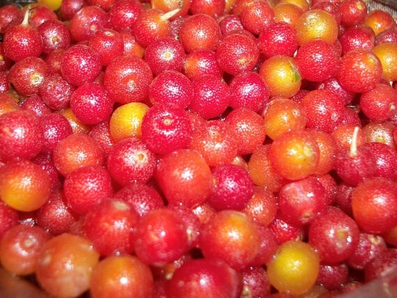 Autumn Olive – 20 Seeds – Elaeagnus umbellata