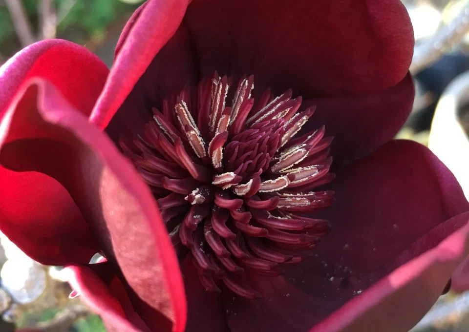 Genie~Magnolia Hybrid Tree~Deep Plum purple Fragrant Blooms! Large 1 Gallon Pot
